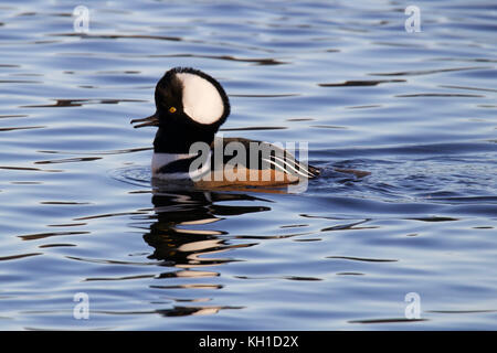 A male hooded merganser (Lophodytes cucullatus) swimming on a pond Stock Photo