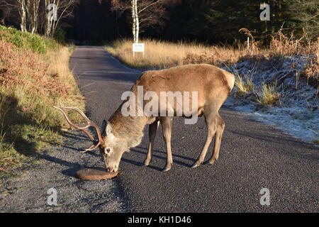 Stag feeding on a mineral block in Glen Etive. Winter time in Scotland. Stock Photo