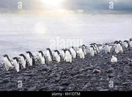 A line of cute Adelie penguins (pygoscelis adeliae) walking along the edge of the Weddell Sea on a pebble beach of Paulet Island, Antarctica. Stock Photo