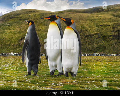 Low angle view of three adult king penguins (aptenodytes patagonicus) standing together on the grassy flats of Salisbury Plain on South Georgia Island Stock Photo