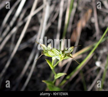 Banded Greenhood Orchid Pterostylis  one of 120 species of plants in orchid family, Orchidaceae, growing in Manea Park, Bunbury, Western Australia. Stock Photo