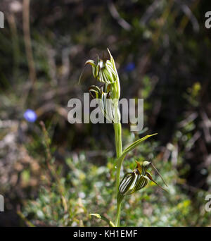 Banded Greenhood Orchid Pterostylis  one of 120 species of plants in orchid family, Orchidaceae, growing in Manea Park, Bunbury, Western Australia. Stock Photo