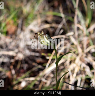 Banded Greenhood Orchid Pterostylis  one of 120 species of plants in orchid family, Orchidaceae, growing in Manea Park, Bunbury, Western Australia. Stock Photo