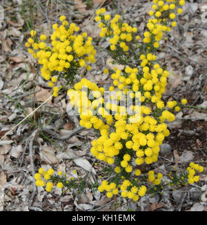 West Australian wattle acacia species  blooming in Crooked Brook near Dardanup Western Australia in  late winter  add color  and provide  bird food . Stock Photo