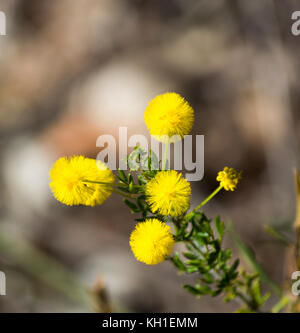 West Australian wattle acacia species  blooming in Crooked Brook near Dardanup Western Australia in  late winter  add color  and provide  bird food . Stock Photo