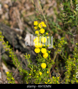 West Australian wattle acacia species  blooming in Crooked Brook near Dardanup Western Australia in  late winter  add color  and provide  bird food . Stock Photo