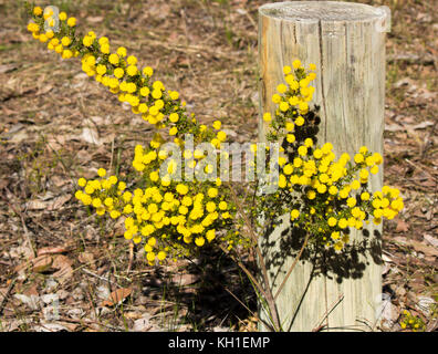 West Australian wattle acacia species  blooming in Crooked Brook near Dardanup Western Australia in  late winter  add color  and provide  bird food . Stock Photo