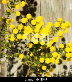 West Australian wattle acacia species  blooming in Crooked Brook near Dardanup Western Australia in  late winter  add color  and provide  bird food . Stock Photo