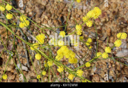 West Australian wattle acacia species  blooming in Crooked Brook near Dardanup Western Australia in  late winter  add color  and provide  bird food . Stock Photo