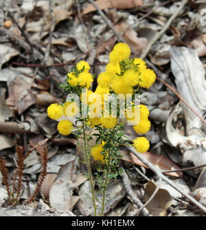 West Australian wattle acacia species  blooming in Crooked Brook near Dardanup Western Australia in  late winter  add color  and provide  bird food . Stock Photo