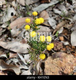 West Australian wattle acacia species  blooming in Crooked Brook near Dardanup Western Australia in  late winter  add color  and provide  bird food . Stock Photo