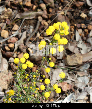 West Australian wattle acacia species  blooming in Crooked Brook near Dardanup Western Australia in  late winter  add color  and provide  bird food . Stock Photo