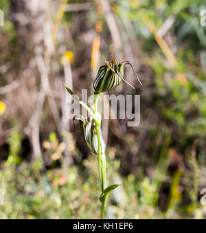 Banded Greenhood Orchid Pterostylis  one of 120 species of plants in orchid family, Orchidaceae, growing in Manea Park, Bunbury, Western Australia. Stock Photo
