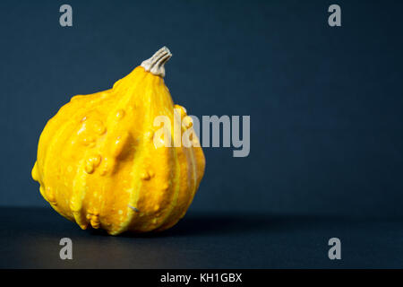 Small, yellow, warty ornamental pumpkin on black background with place for text Stock Photo