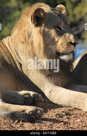 A young male lion guards the females in Hoedspruit, South Africa