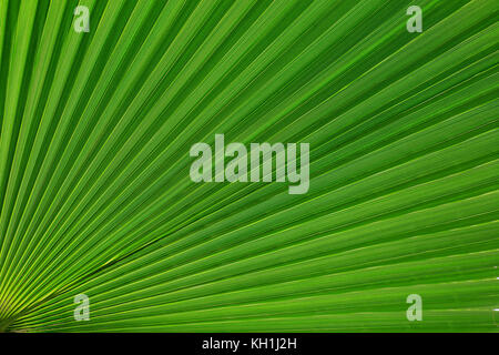 Lines and textures of Green Palm tree leaves Stock Photo