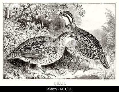 Common Quail - Coturnix coturnix. Antique engraving end of XIX Stock