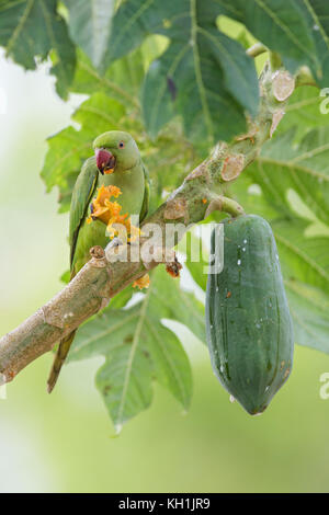 Rose-ringed Parakeet - Psittacula krameri, Sri Lanka Stock Photo