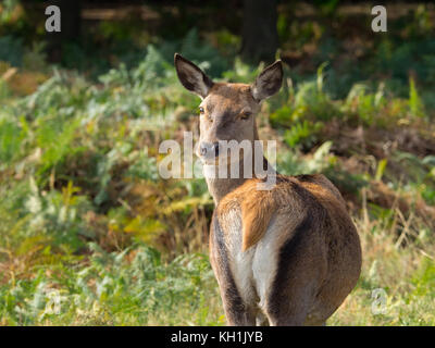 Richmond park wildlife 2016 Stock Photo