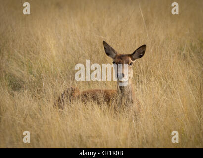 Richmond park wildlife 2016 Stock Photo