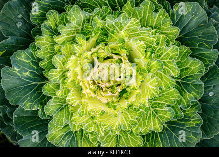 Close-up of a fresh cabbage with a yellow heart. Brassica oleracea acephala is a decorative kale species. Stock Photo