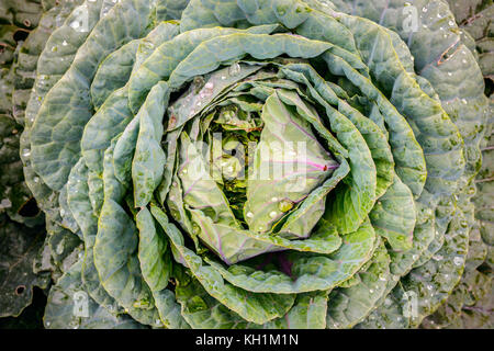 Close-up of a fresh cabbage (Brassica oleracea acephala) with drops of water. Brassica oleracea acephala is a decorative kale species. Stock Photo