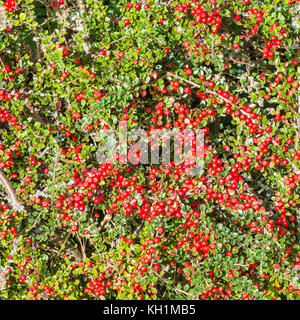 A mass of red berries growing on a cotoneaster bush. Stock Photo