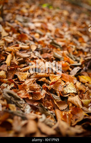 A view of fallen leaves on the ground in an autumn forest.