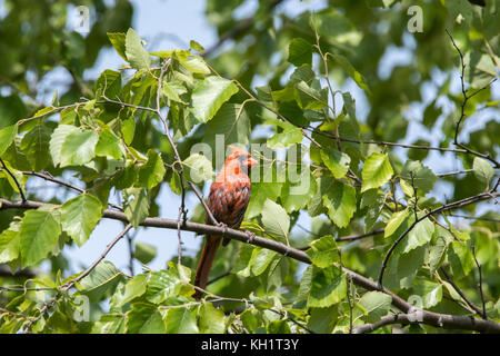 Juvenile Male Red Cardinal Stock Photo