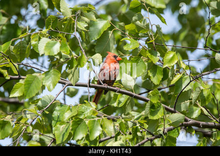 Juvenile Male Red Cardinal Stock Photo