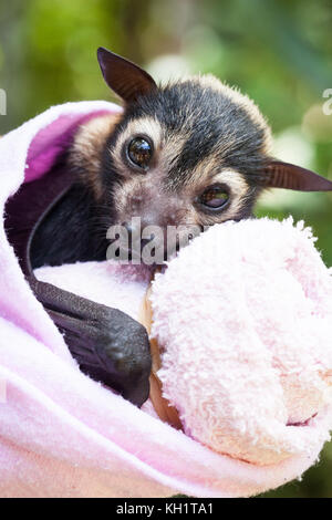 Spectacled Flying-fox (Pteropus conspicillatus). Orphaned baby female approx. 20 days old. Cow Bay. Queensland. Australia. Stock Photo