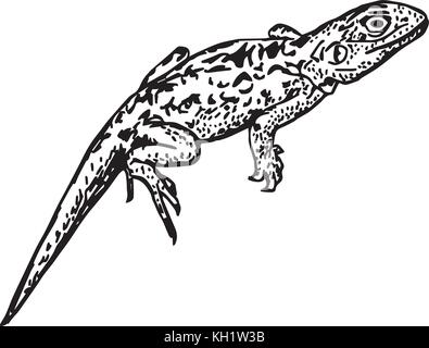 Lizard illustration Stock Vector