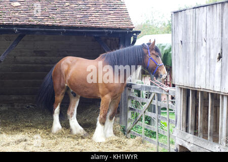 shire horse in a yard on a farm looking over fencing Stock Photo
