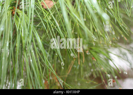 Natural background with soft focus. Waterdrops are hanging on the tips of green pine needles. Stock Photo