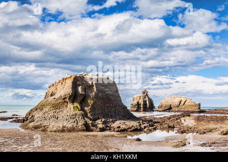 Black Reef Gannet Colony, Cape Kidnappers, Hawkes Bay, New Zealand. Stock Photo