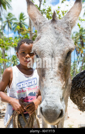 BAHIA, BRAZIL - MARCH 11, 2017: A mule stands with a young boy on the palm fringed shore of a northeastern brazilian beach. Stock Photo