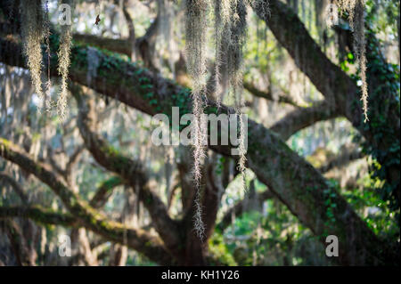 Romantic view of Spanish moss hanging from the branches of a mighty oak tree in the American South Stock Photo