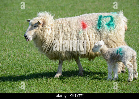 Numbered mother sheep and newborn lamb standing in a field on a sunny day Stock Photo