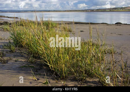 Common saltmarsh grass,Puccinellia maritima,River Taw;Braunton,North Devon; England Stock Photo