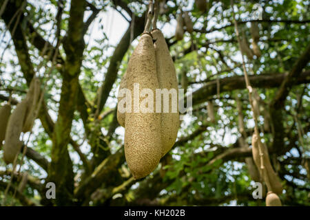 Fruits of Sausage tree - Bignoniaceae, Kigelia africana Stock Photo - Alamy