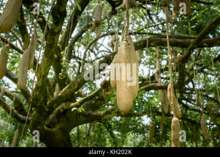 sausage tree (Kigelia africana) fruits hanging in tree. Stock Photo