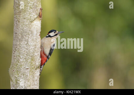 Great Spotted Woodpecker (Dendrocopos major) adult male, clinging to Silver Birch (Betula pendula) trunk, in woodland, North Yorkshire, England, Febru Stock Photo