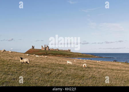Sheep graze on the headland with Dunstanburgh Castle & walkers in the background & the North Sea stretching to the horizon Stock Photo