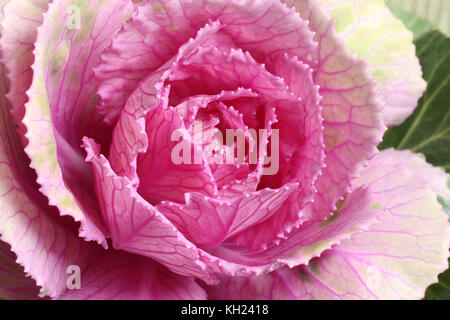 Ornamental green with pink cabbage for bouquets. Closeup. Macro Stock Photo