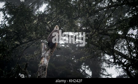 An immature/juvenile bald eagle sitting in a tree at camp on a foggy day(West Coast Trail, Vancouver Island, BC, Canada) Stock Photo