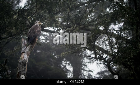 An immature/juvenile bald eagle sitting in a tree at camp on a foggy day(West Coast Trail, Vancouver Island, BC, Canada) Stock Photo