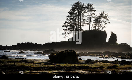 Typical scene along the coast: iconic trees growing on rocks that can be seen for miles along the beach (West Coast Trail, Vancouver Island, Canada) Stock Photo