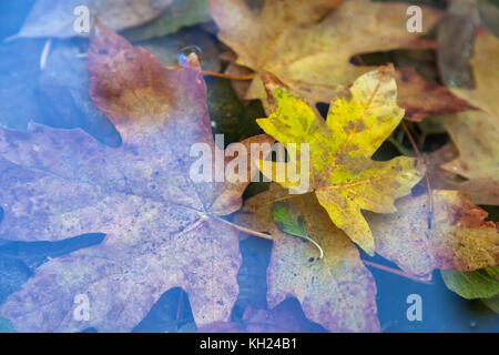 Close up of bigleaf maple leaves (Acer macrophyllum) submerge under water, Yosemite National Park, California, United States. Stock Photo