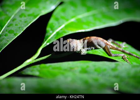 Juvenile Bornean Angle-headed lizard waits out the night in the rainforest Stock Photo