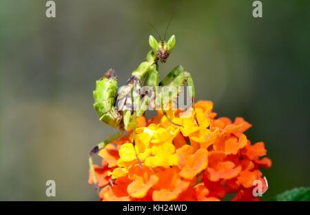 Praying Mantis on lantana flowers in Kampot, Cambodia Stock Photo